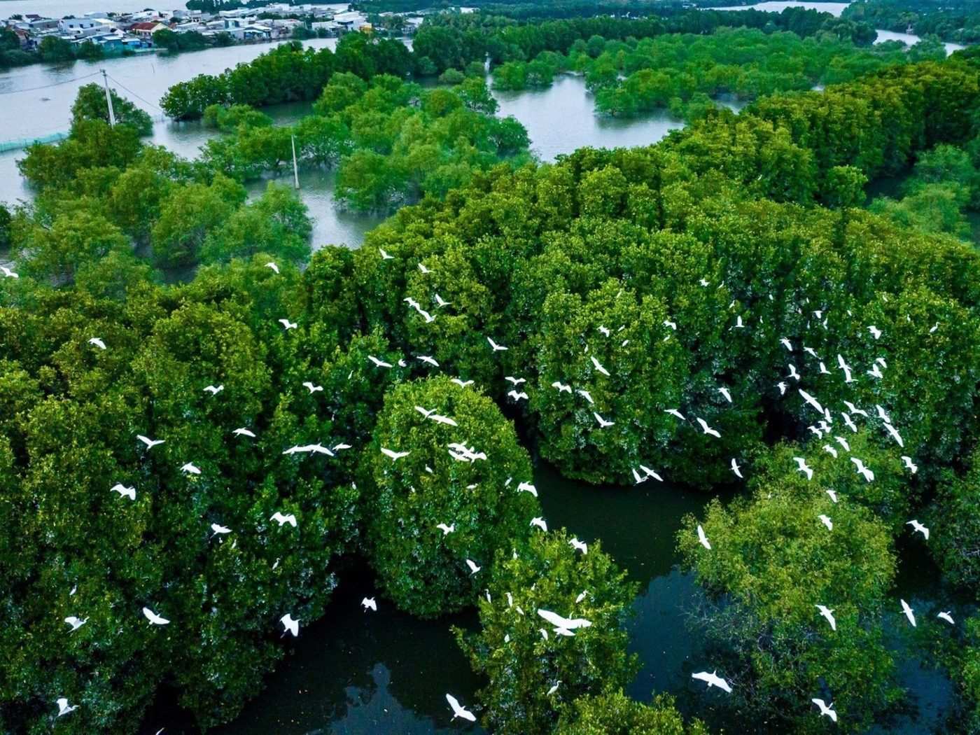 Cồn Chim đầm Thị Nại
